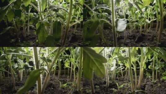 室内培养的西红柿幼苗高清在线视频素材下载