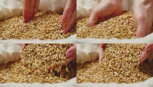 小麦谷农业丰收稻田小麦粮食耕种高清在线视频素材下载