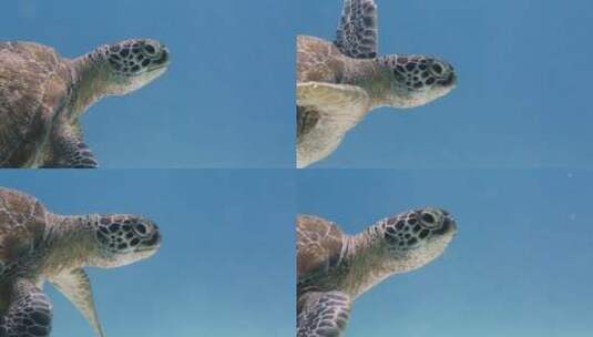 在深海里游泳的海龟特写高清在线视频素材下载
