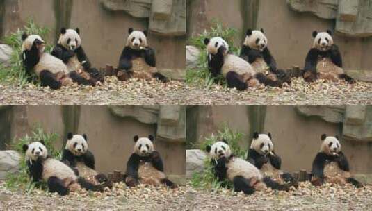 三只国宝大熊猫排排坐吃竹子特写高清在线视频素材下载