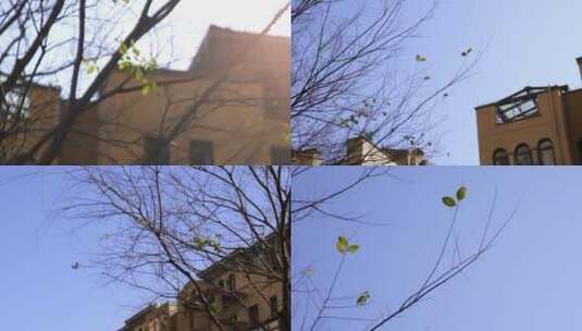 广东城市住宅建筑群枯树树叶高清在线视频素材下载