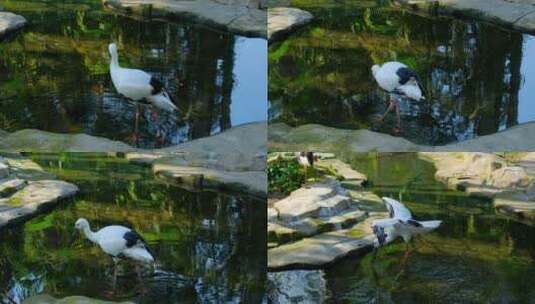 白鹳池塘觅食展开张开翅膀高清在线视频素材下载
