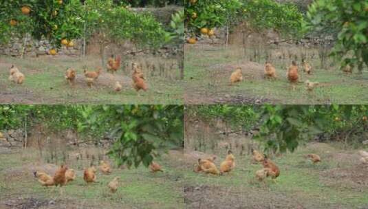 鸡圈饲养橘子果园高清在线视频素材下载