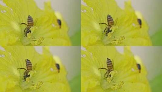 蜜蜂飞舞采花微距特写高清在线视频素材下载