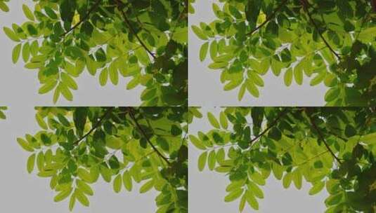 绿色树叶阳光高清在线视频素材下载