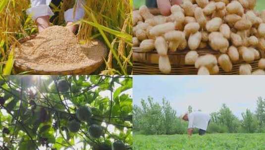 农产品丰收高清在线视频素材下载