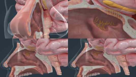 鼻子嗅觉系统高清在线视频素材下载