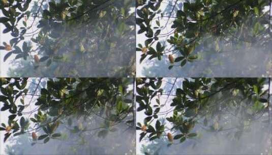 光线穿过树叶的视频高清在线视频素材下载