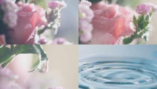 实拍玫瑰花上的水滴，雨中的玫瑰可商用高清在线视频素材下载