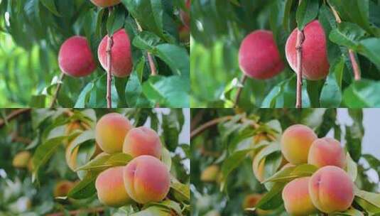 桃子成熟高清在线视频素材下载