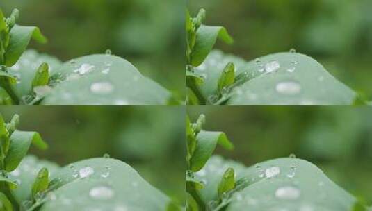 下雨水滴植物慢镜头4K高清在线视频素材下载