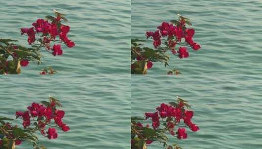 江水树枝鲜花高清在线视频素材下载