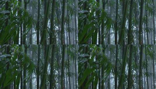 竹林雨景 风雨中的竹叶高清在线视频素材下载