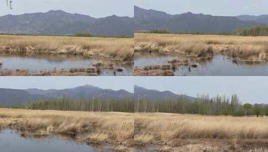 北京延庆野鸭湖湿地高清在线视频素材下载