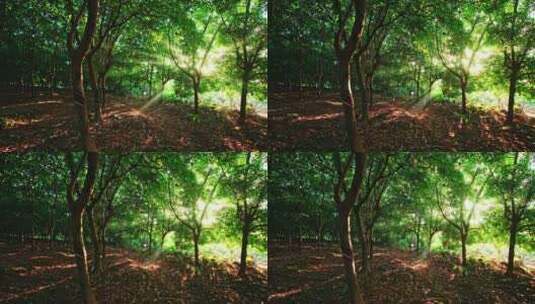 树林中透光阳光 4K高清在线视频素材下载