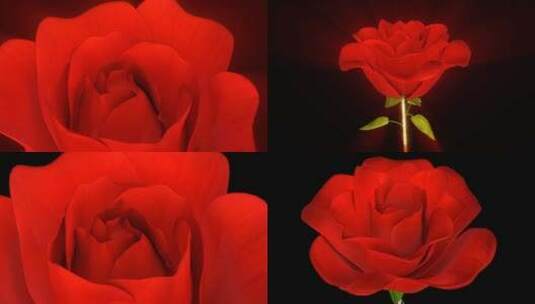 三维旋转绽放玫瑰花【透明背景】高清在线视频素材下载