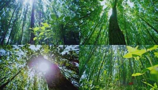 唯美森林阳光大自然绿色氧吧高清在线视频素材下载