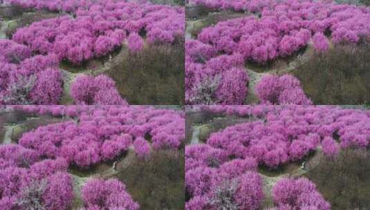 西安沣东梅园里航拍的粉色的漂亮梅花高清在线视频素材下载