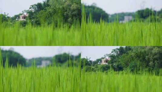 绿色稻田与房子 乡村振兴 田野 农村高清在线视频素材下载