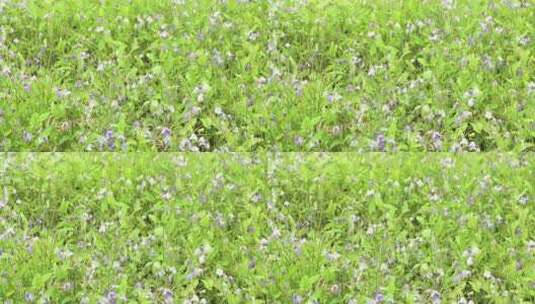 紫金草二月兰蜜蜂在花丛中飞舞高清在线视频素材下载