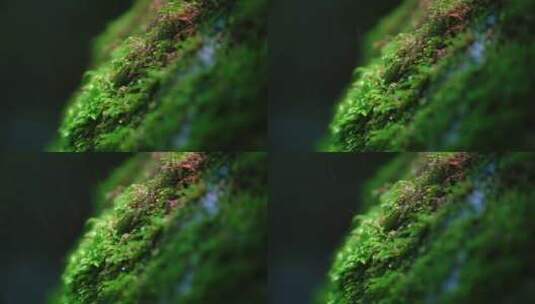 露珠树叶植物下雨滴水珠叶子露水谷雨惊蛰高清在线视频素材下载