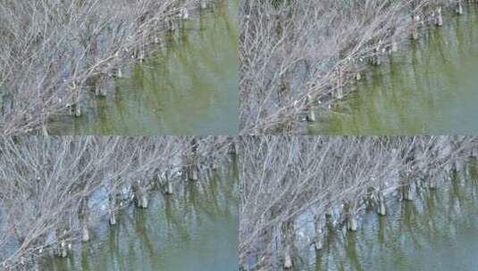 4k广东江门滨海新区银湖湾湿地红树林航拍高清在线视频素材下载