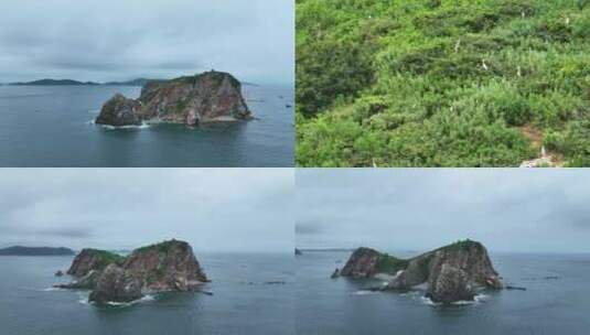 海岛 湿地鸟类高清在线视频素材下载