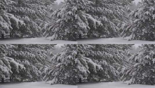下暴雪被积雪压弯的松树高清在线视频素材下载