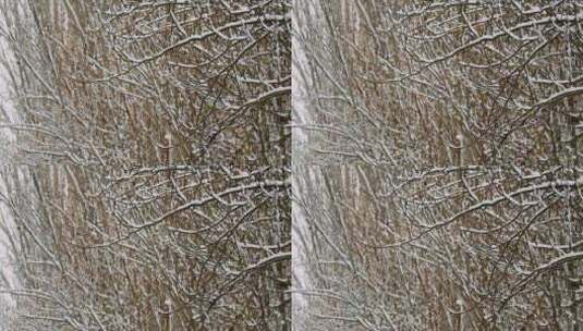 雪景冬天树林高清在线视频素材下载