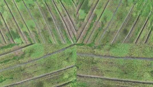 湿地俯拍草地高清在线视频素材下载