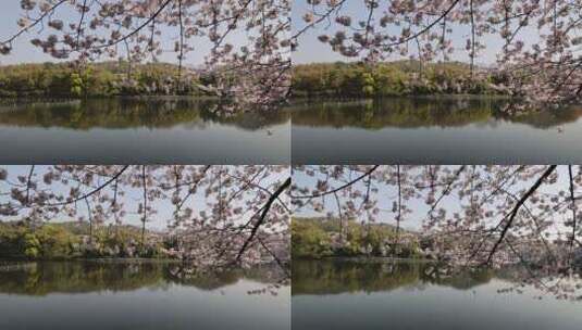 中国杭州西湖曲苑风荷樱花盛开高清在线视频素材下载
