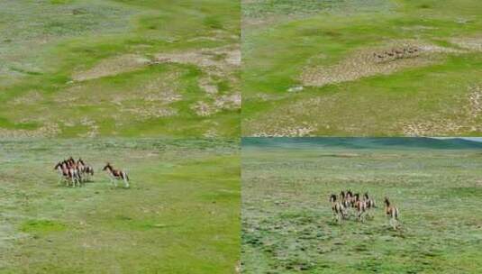 草原上的藏野驴高清在线视频素材下载