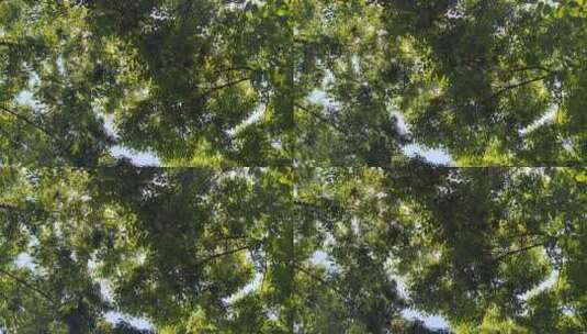 城市绿化参天大树蓝天下风吹树叶植物实拍高清在线视频素材下载