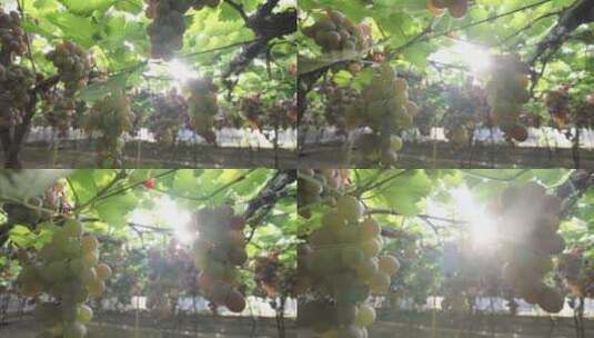 葡萄丰收 阳光果园 葡萄种植高清在线视频素材下载