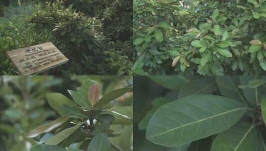 J广东珠海淇澳红树林湿地生态园老鼠簕高清在线视频素材下载