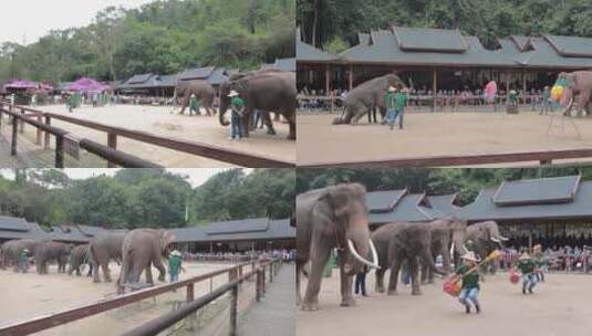大象表演高清在线视频素材下载