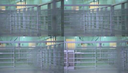 自动化 现代化饮水设备 养猪场高清在线视频素材下载