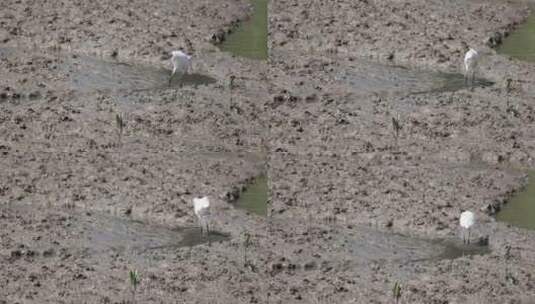 白鹭 大白鹭 湿地 湿地公园 公园 保护区高清在线视频素材下载