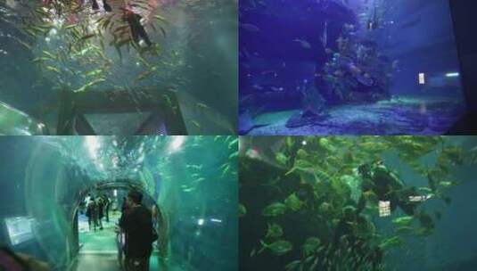 海洋馆 潜水 美人鱼高清在线视频素材下载