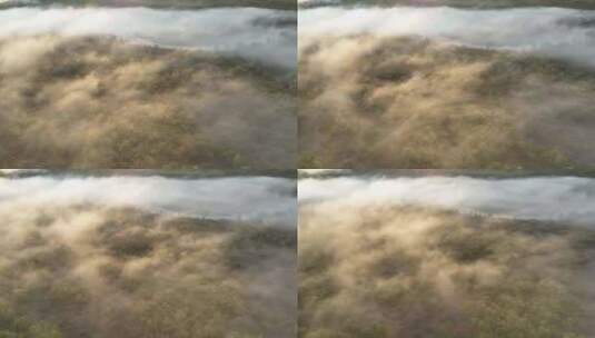 云雾迷漫的梦幻秋季森林高清在线视频素材下载