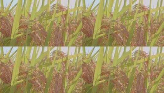逆光唯美成熟水稻稻穗特写高清在线视频素材下载