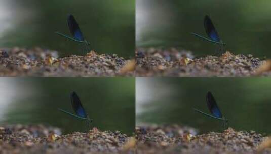 一只黑蓝色的黑蟌 翅膀是蓝色的蜻蜓高清在线视频素材下载