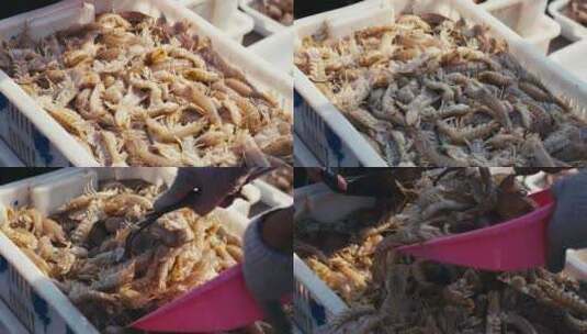 新鲜捕捞的皮皮虾高清在线视频素材下载