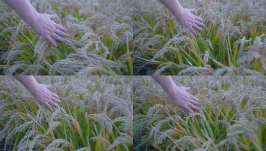 稻子 水稻高清在线视频素材下载