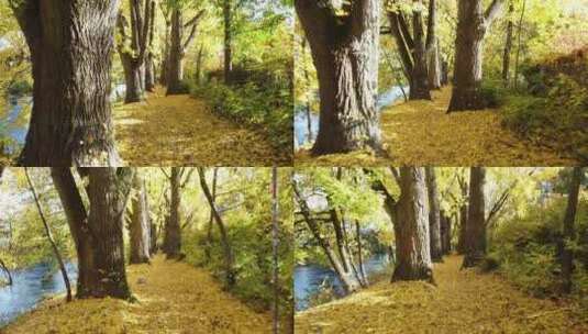 秋天河边树木落叶高清在线视频素材下载