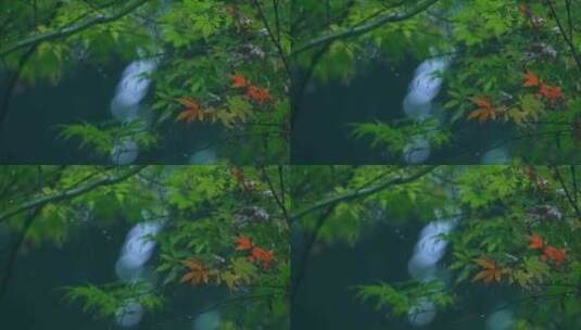 森林下雨枫叶雨滴高清在线视频素材下载