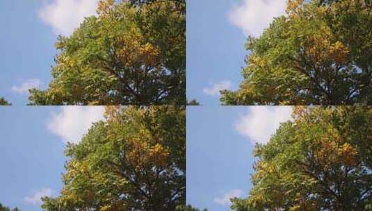 秋天的黄连木黄叶秋意浓高清在线视频素材下载