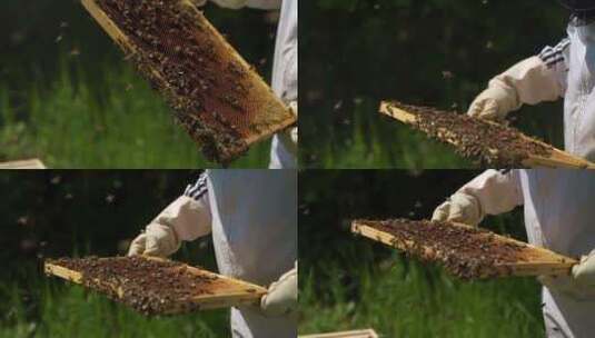 蜜蜂 蜂巢 蜂蜜 蜂箱高清在线视频素材下载