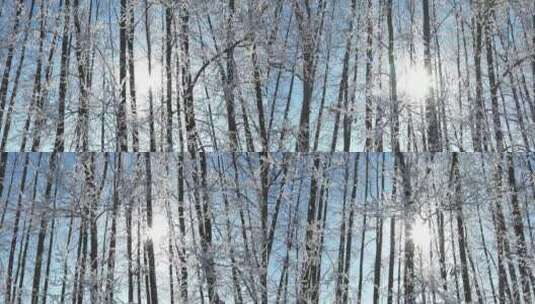 杨树林树枝树挂雪林冬天阳光雾凇升格拍摄高清在线视频素材下载
