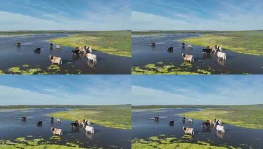 航拍呼伦贝尔秋天的草原牛群348高清在线视频素材下载